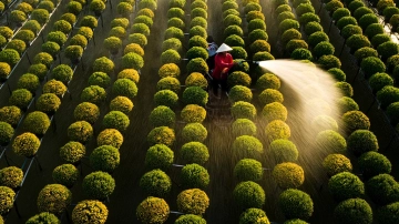 Flower Field