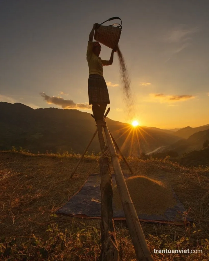 Farmer Raking Rice