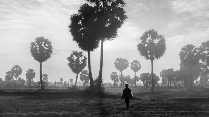 Field An Giang