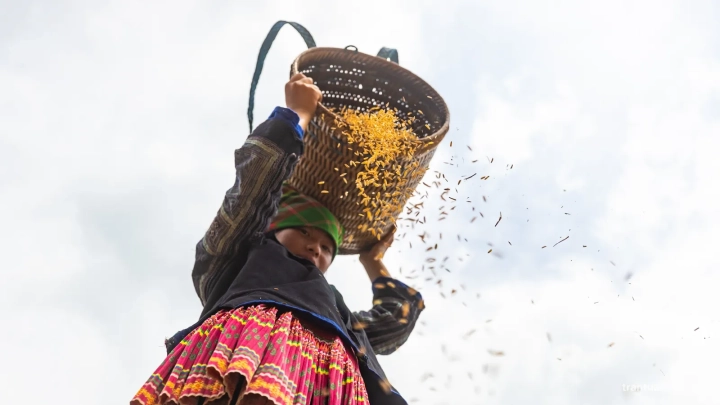 Hmong Farmer Drips Rice