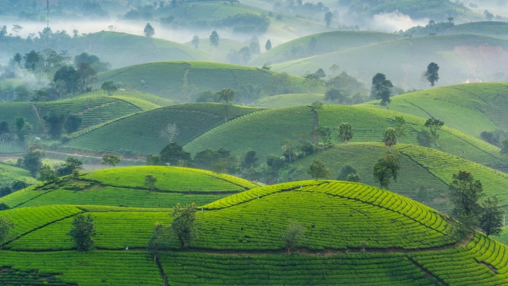 Long Coc Tea Hills