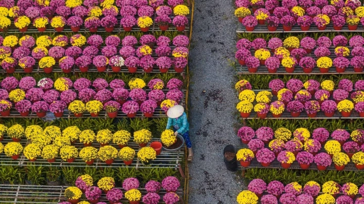 Mekong Delta Tet Flower Village 2