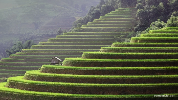 Mu Cang Chai Rice Terraces 4
