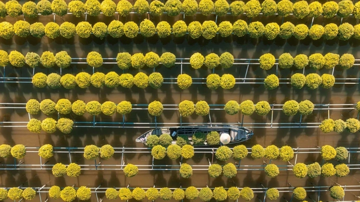 Sadec Flower Village 1