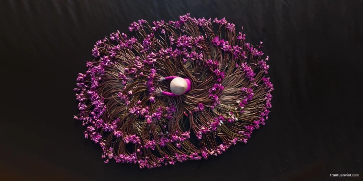 Waterlily