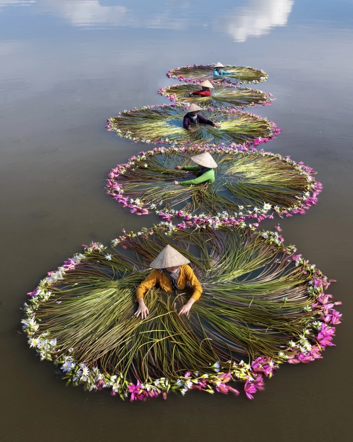 Waterlily