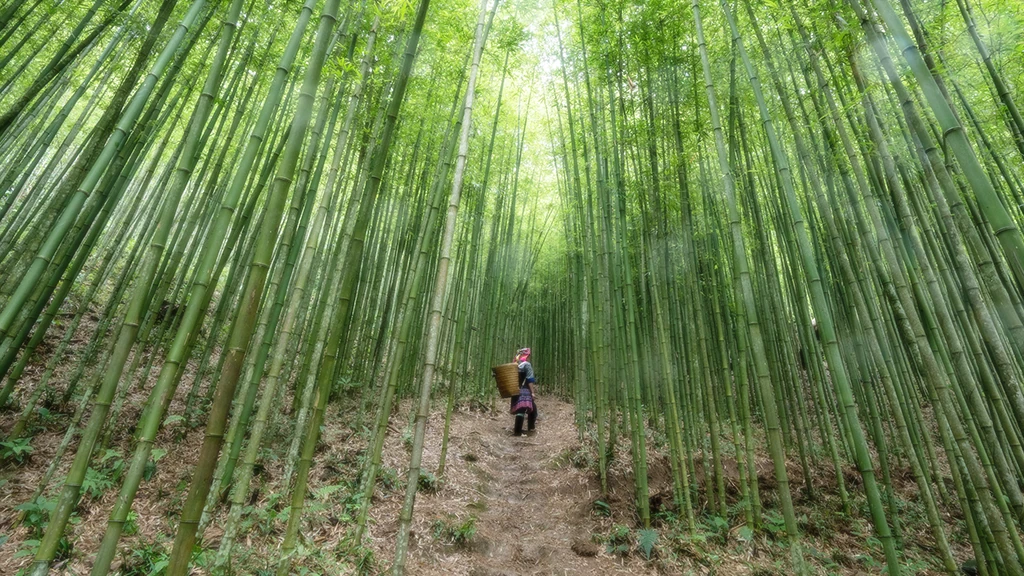 Bamboo Forest