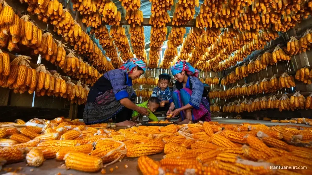 Corn House