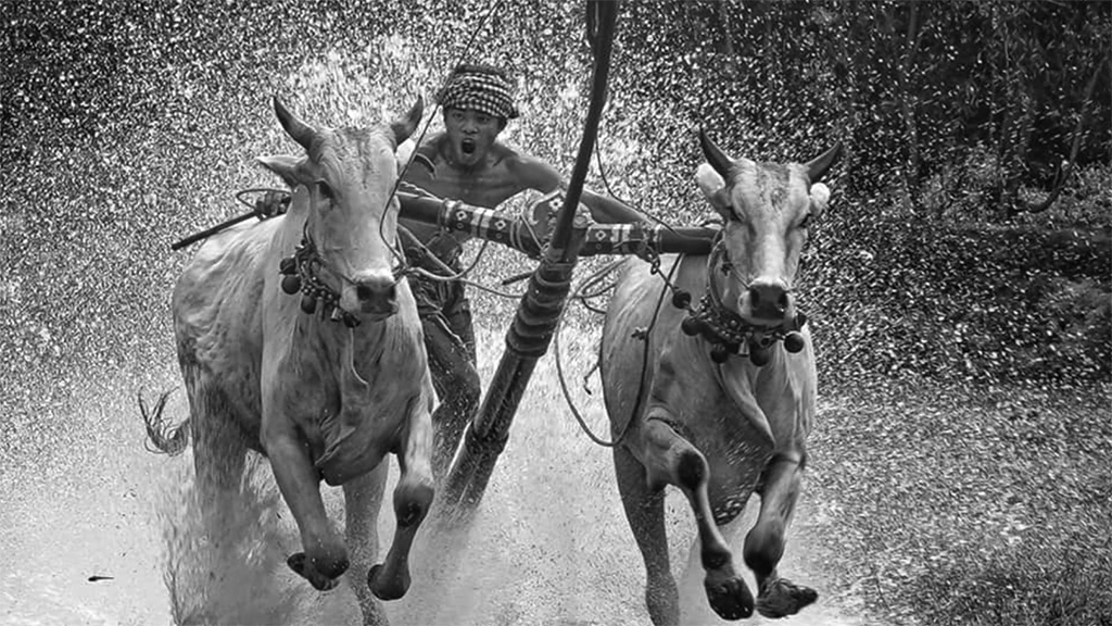 Cow Racing An Giang