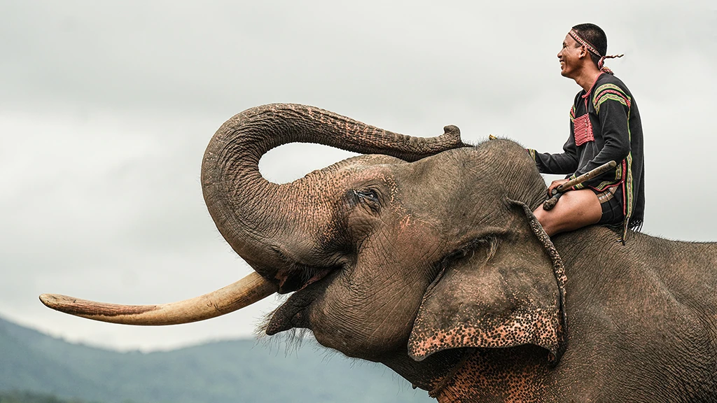 Elephant
