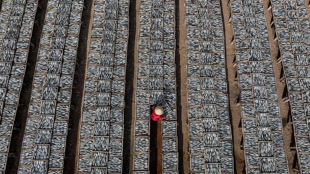 Fish Drying