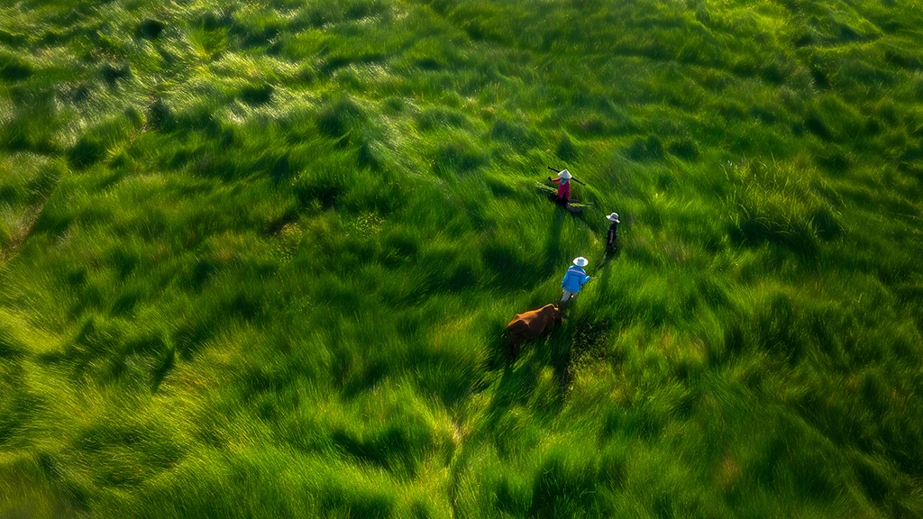Grass Fields