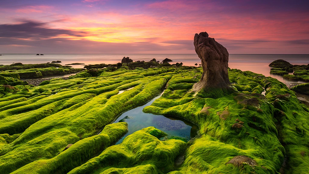Green Moss