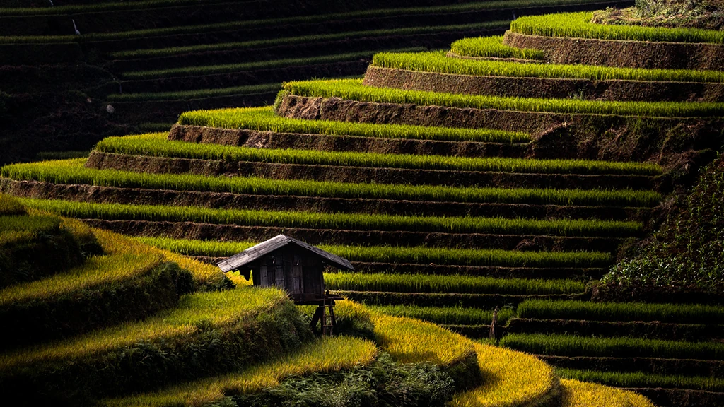 Huts On Mu Cang Chai Rice Terraces High Contrast