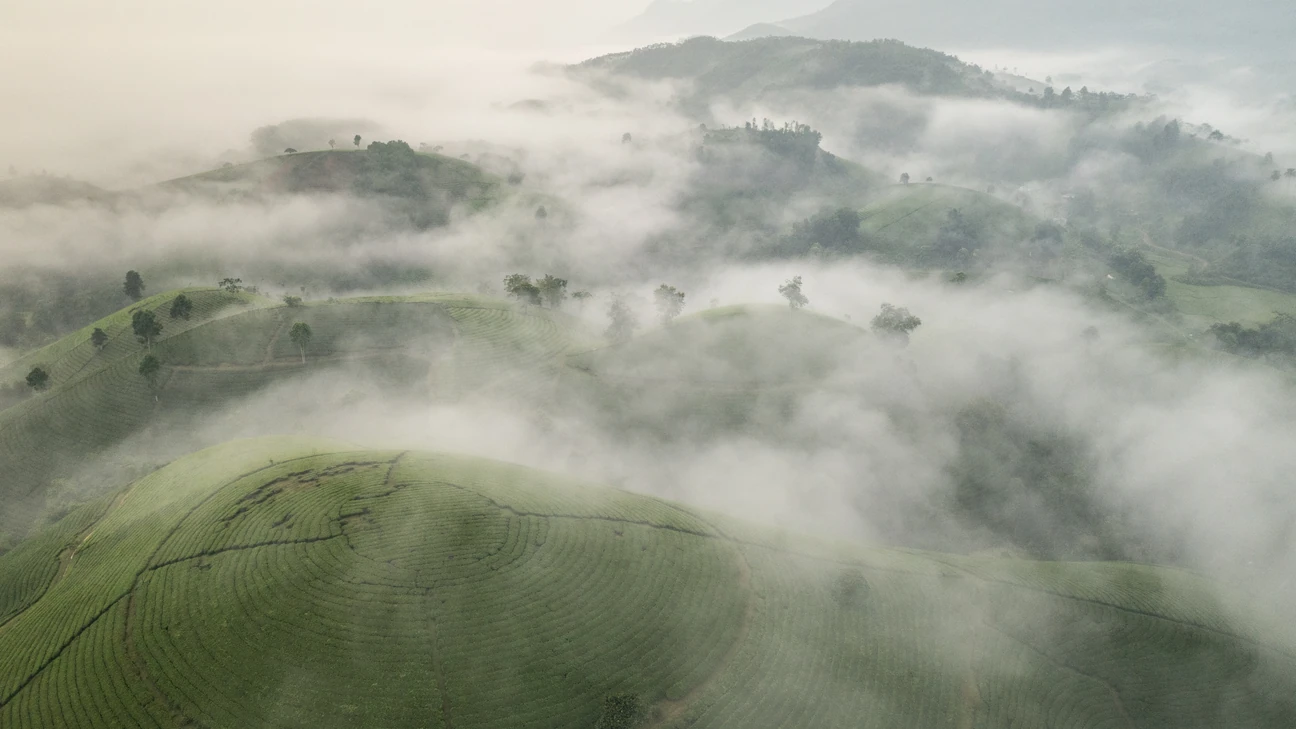 Tea Plantation