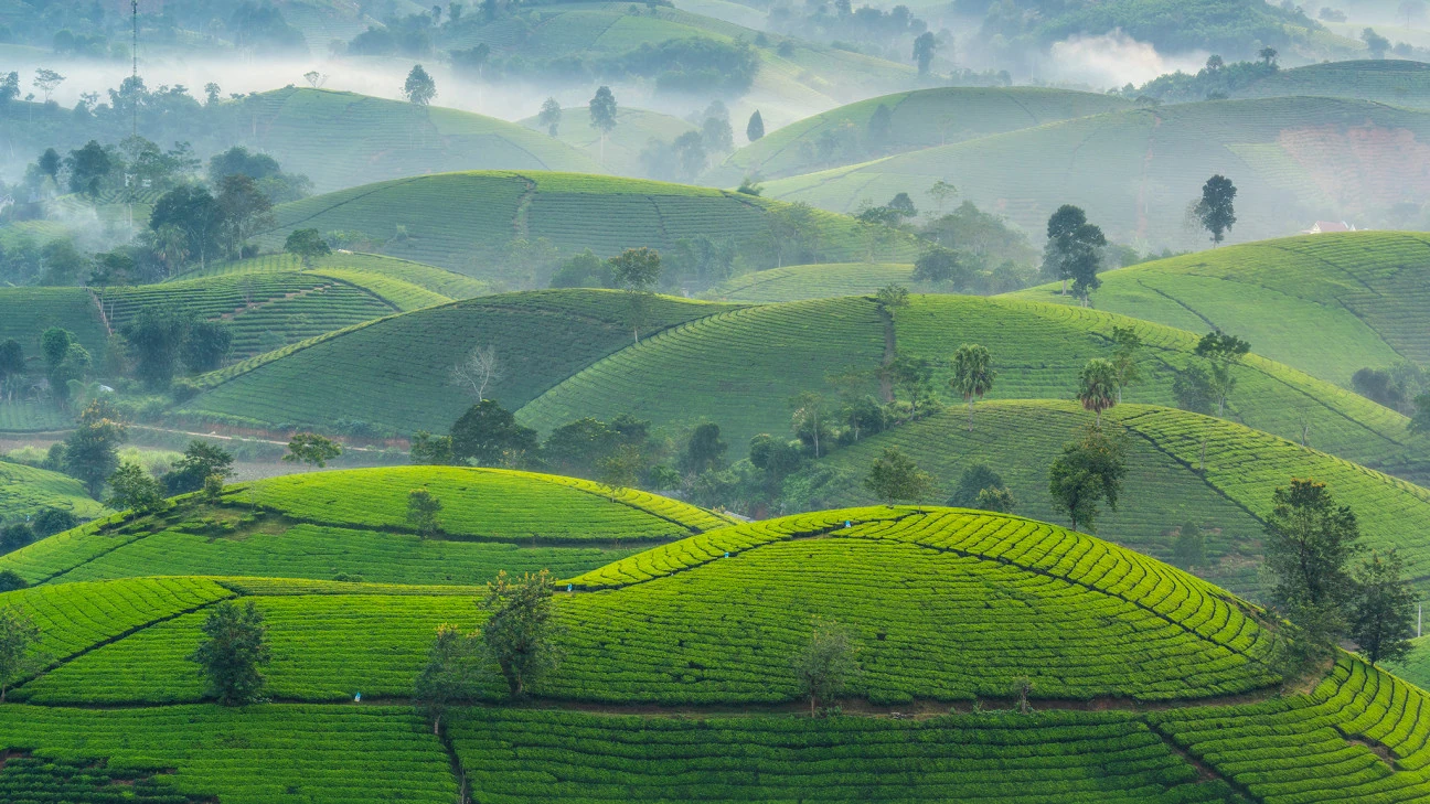 Long Coc Tea Hills
