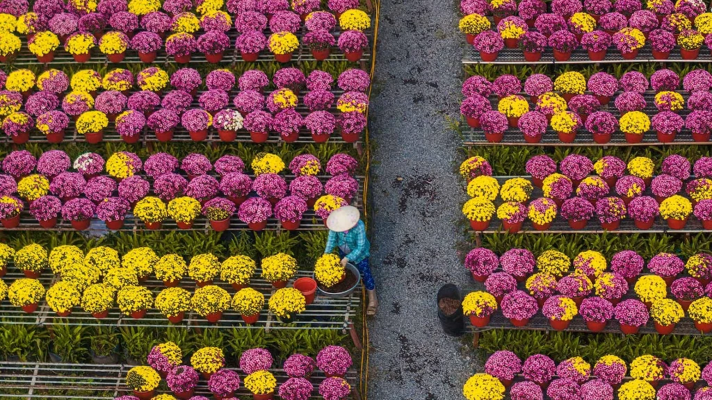 Mekong Delta Tet Flower Village 2
