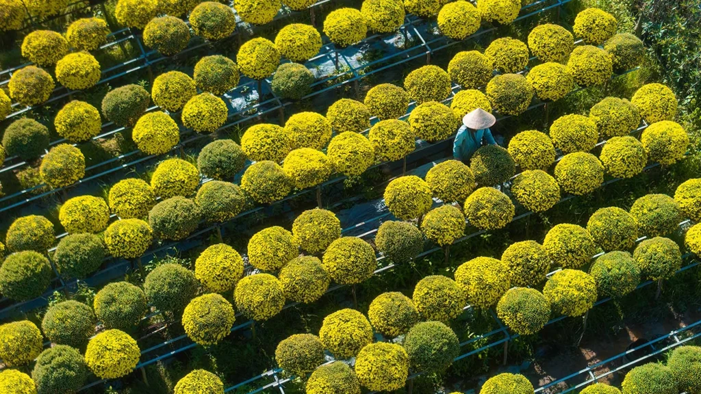 Mekong Delta Tet Flower Village 4