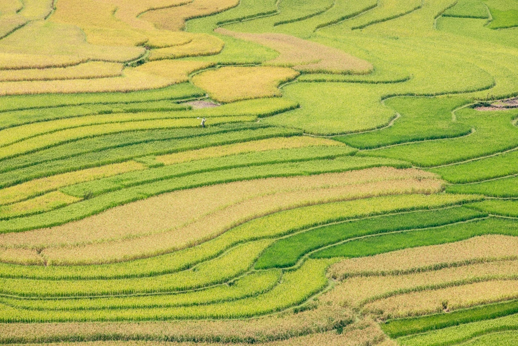 Sapa & Mu Cang Chai: Photographing Vietnam’s Rice Terraces