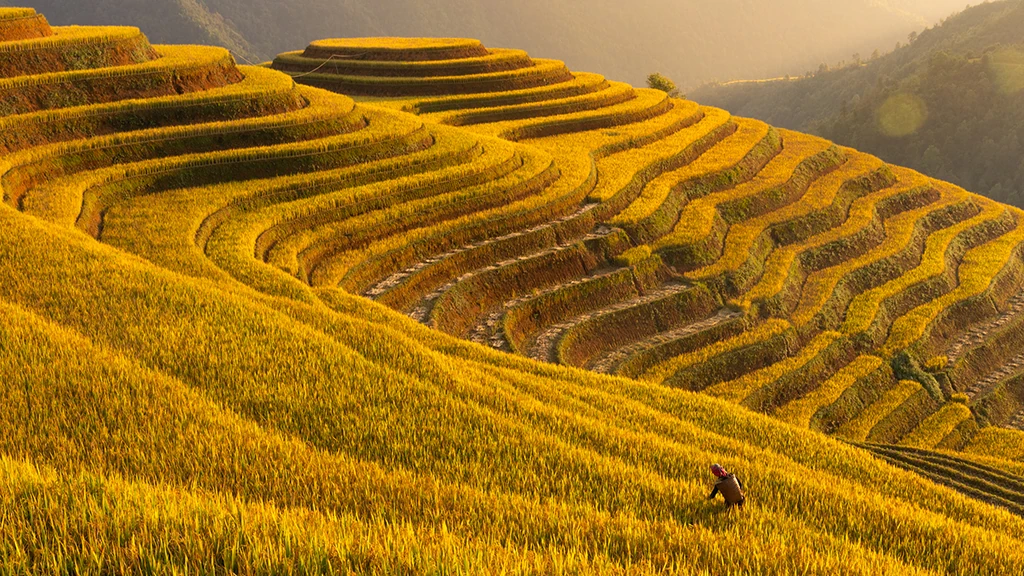 Rice Terraces