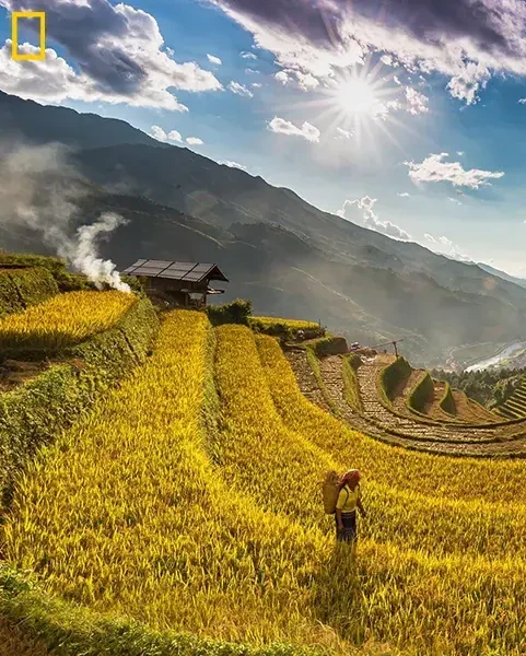 Mu Cang Chai Rice Terrace Print Sale