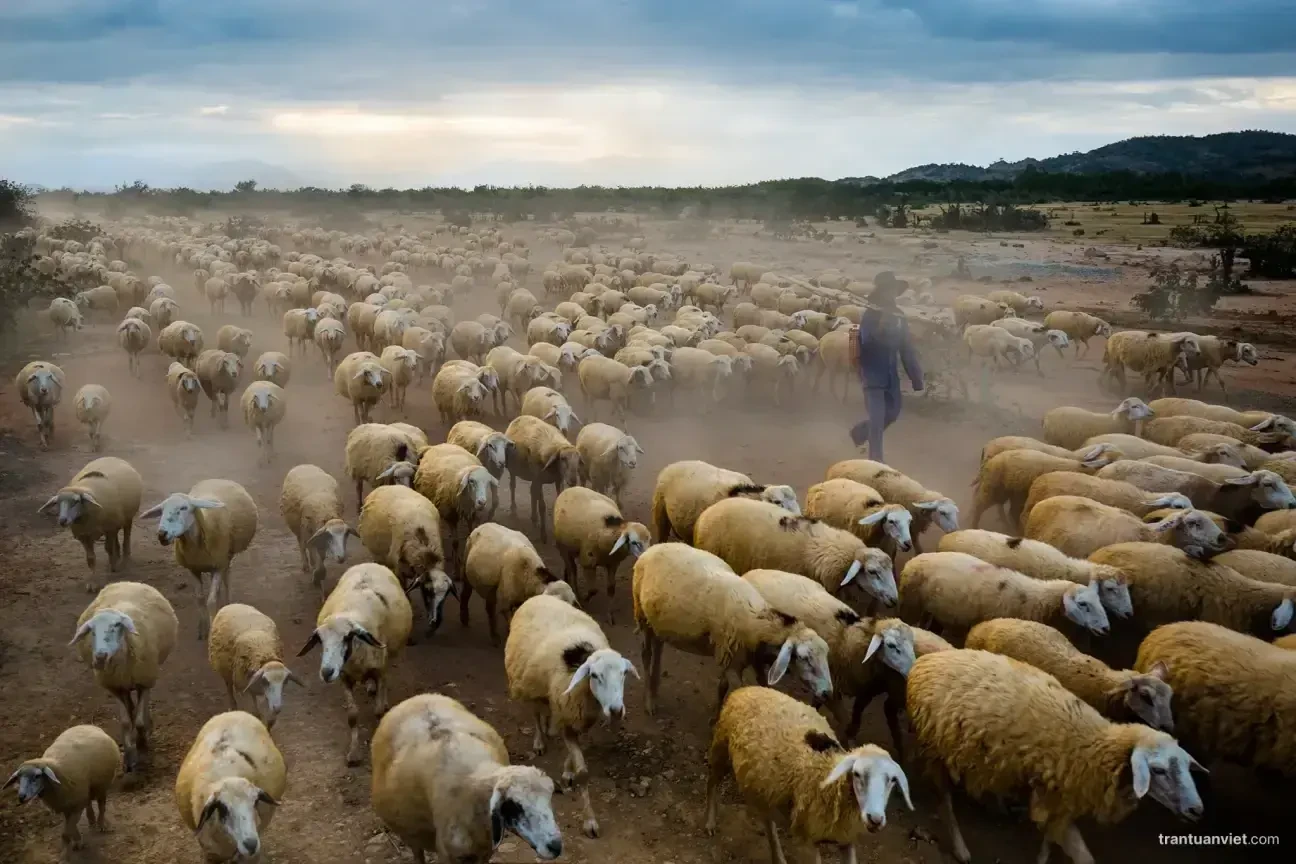 Sheep Farming In Ninh Thuan