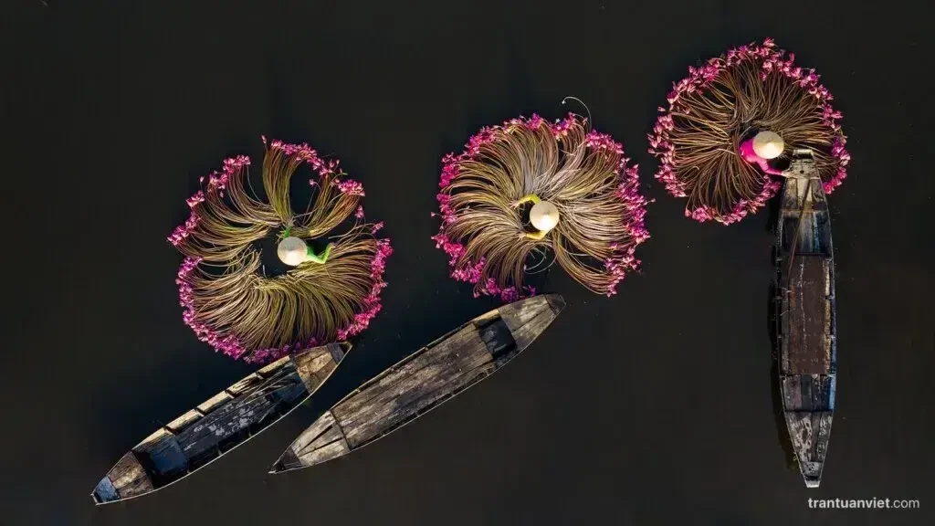 Waterlily Vietnam Photo Tours